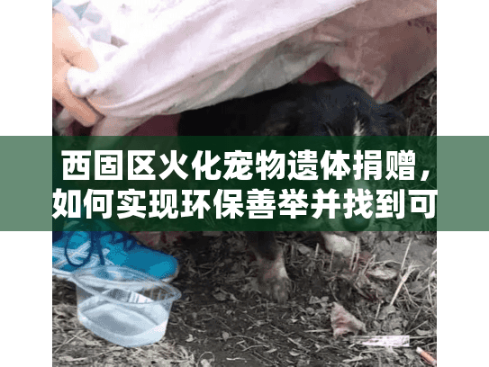 西固区火化宠物遗体捐赠，如何实现环保善举并找到可靠服务？