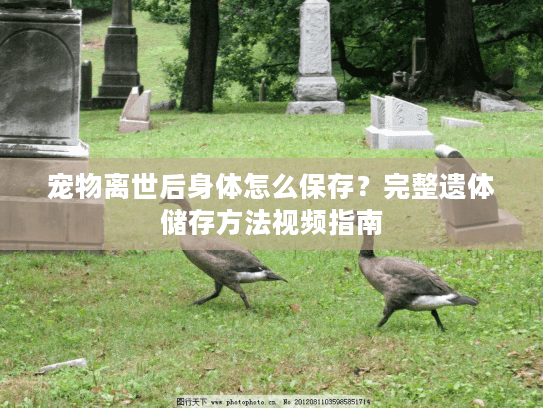 宠物离世后身体怎么保存？完整遗体储存方法视频指南