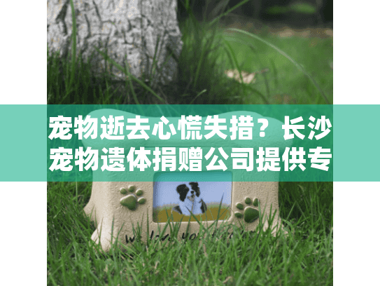 宠物逝去心慌失措？长沙宠物遗体捐赠公司提供专业殡葬方案