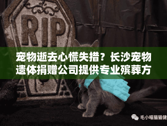 宠物逝去心慌失措？长沙宠物遗体捐赠公司提供专业殡葬方案