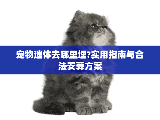 宠物遗体去哪里埋?实用指南与合法安葬方案