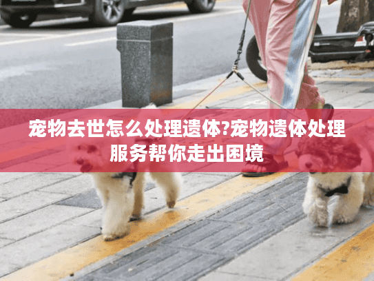 宠物去世怎么处理遗体?宠物遗体处理服务帮你走出困境