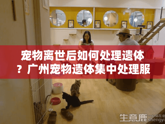 宠物离世后如何处理遗体？广州宠物遗体集中处理服务全攻略
