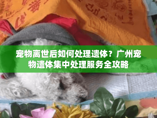 宠物离世后如何处理遗体？广州宠物遗体集中处理服务全攻略