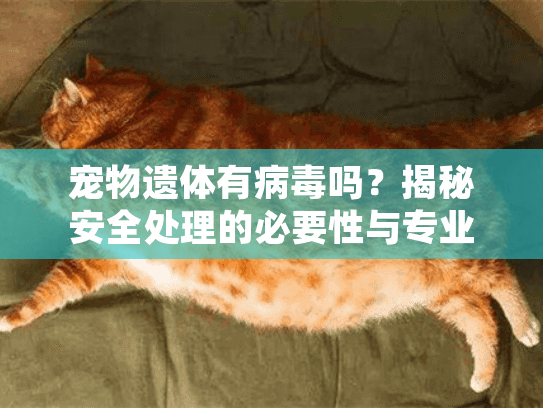 宠物遗体有病毒吗？揭秘安全处理的必要性与专业服务