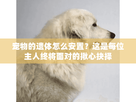宠物的遗体怎么安置？这是每位主人终将面对的揪心抉择