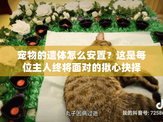 宠物的遗体怎么安置？这是每位主人终将面对的揪心抉择