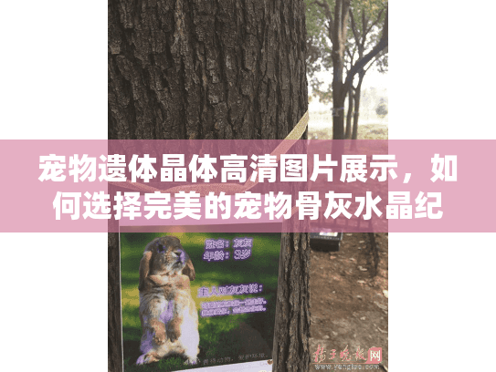 宠物遗体晶体高清图片展示，如何选择完美的宠物骨灰水晶纪念品？