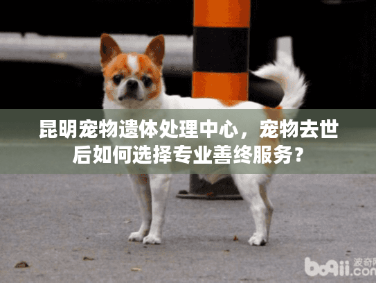 昆明宠物遗体处理中心，宠物去世后如何选择专业善终服务？