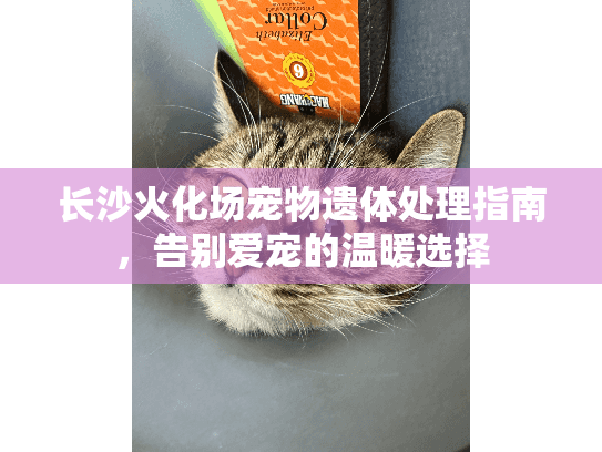 长沙火化场宠物遗体处理指南,告别爱宠的温暖选择 长沙火化场宠物遗体处理指南,告别爱宠的温暖选择