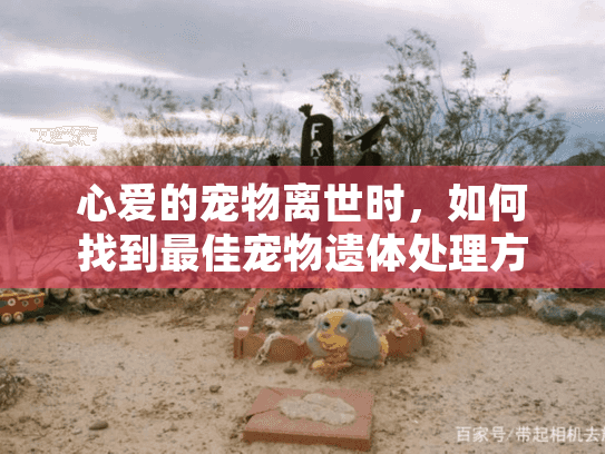 心爱的宠物离世时，如何找到最佳宠物遗体处理方法？