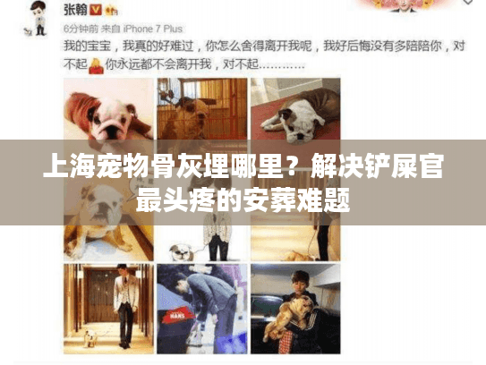 上海宠物骨灰埋哪里？解决铲屎官最头疼的安葬难题