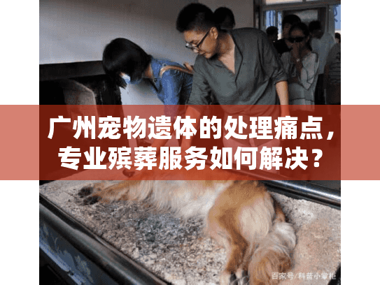 广州宠物遗体的处理痛点，专业殡葬服务如何解决？