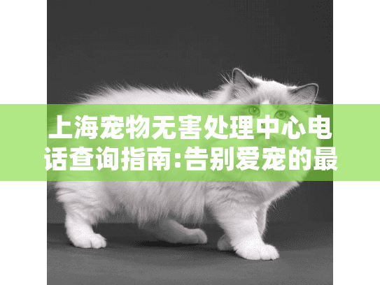 上海宠物无害处理中心电话查询指南:告别爱宠的最后一程服务流程