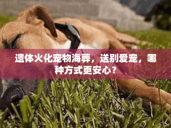 遗体火化宠物海葬，送别爱宠，哪种方式更安心？