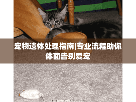 宠物遗体处理指南|专业流程助你体面告别爱宠