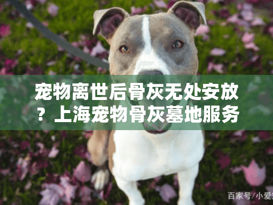 宠物离世后骨灰无处安放？上海宠物骨灰墓地服务为您解忧