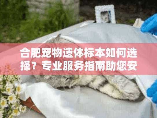 合肥宠物遗体标本如何选择？专业服务指南助您安心告别