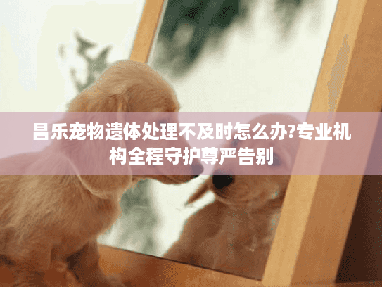昌乐宠物遗体处理不及时怎么办?专业机构全程守护尊严告别