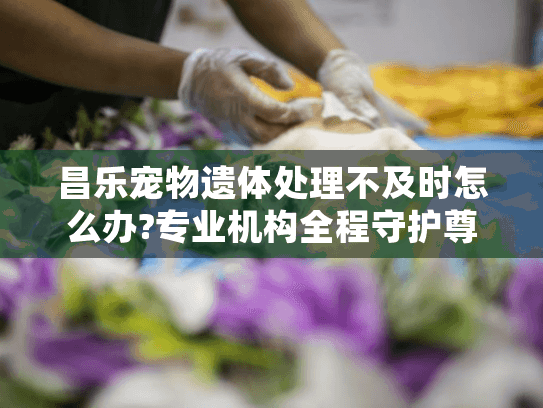 昌乐宠物遗体处理不及时怎么办?专业机构全程守护尊严告别