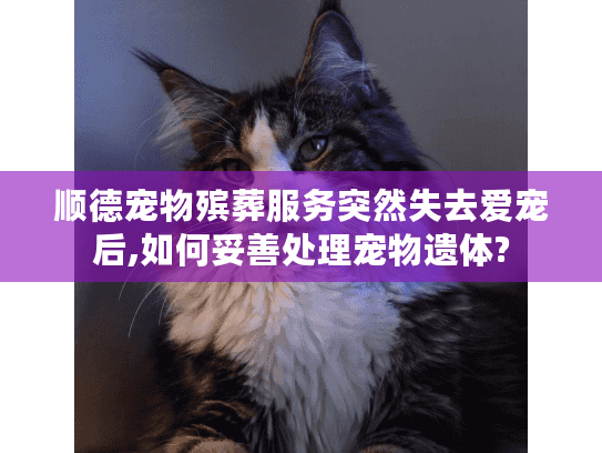 顺德宠物殡葬服务突然失去爱宠后,如何妥善处理宠物遗体?