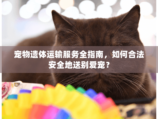 宠物遗体运输服务全指南，如何合法安全地送别爱宠？