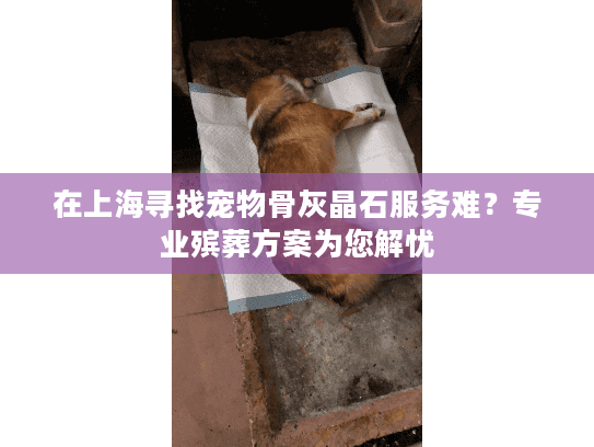 在上海寻找宠物骨灰晶石服务难？专业殡葬方案为您解忧