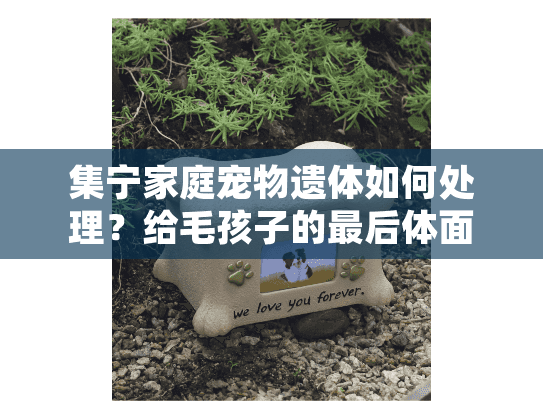 集宁家庭宠物遗体如何处理？给毛孩子的最后体面告别指南