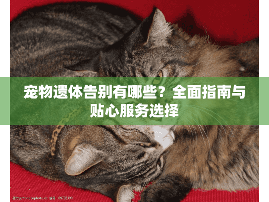 宠物遗体告别有哪些？全面指南与贴心服务选择