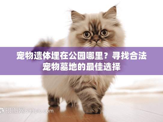 宠物遗体埋在公园哪里？寻找合法宠物墓地的最佳选择
