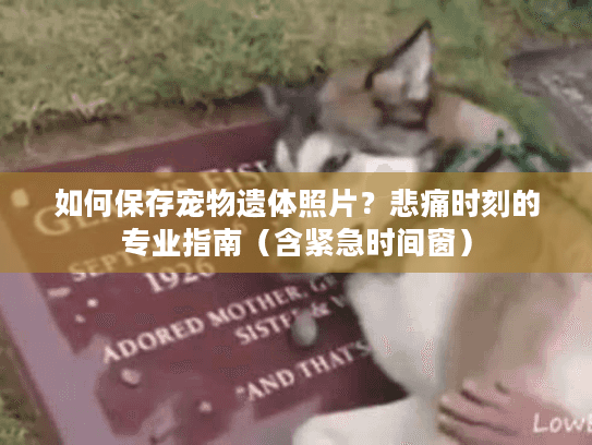 如何保存宠物遗体照片？悲痛时刻的专业指南（含紧急时间窗）