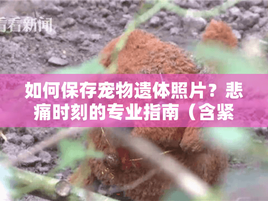 如何保存宠物遗体照片？悲痛时刻的专业指南（含紧急时间窗）