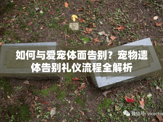 如何与爱宠体面告别？宠物遗体告别礼仪流程全解析