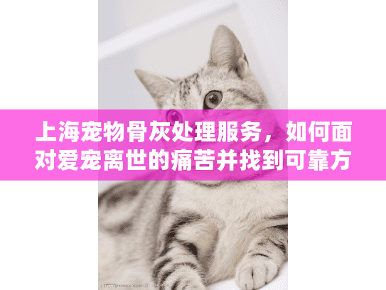 上海宠物骨灰处理服务，如何面对爱宠离世的痛苦并找到可靠方案
