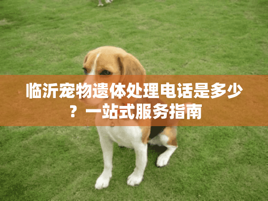 临沂宠物遗体处理电话是多少？一站式服务指南