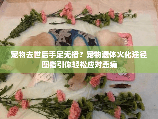 宠物去世后手足无措？宠物遗体火化途径图指引你轻松应对悲痛
